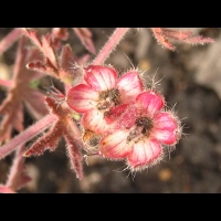 Bromus Sitchensis (fam Poacees) (01)